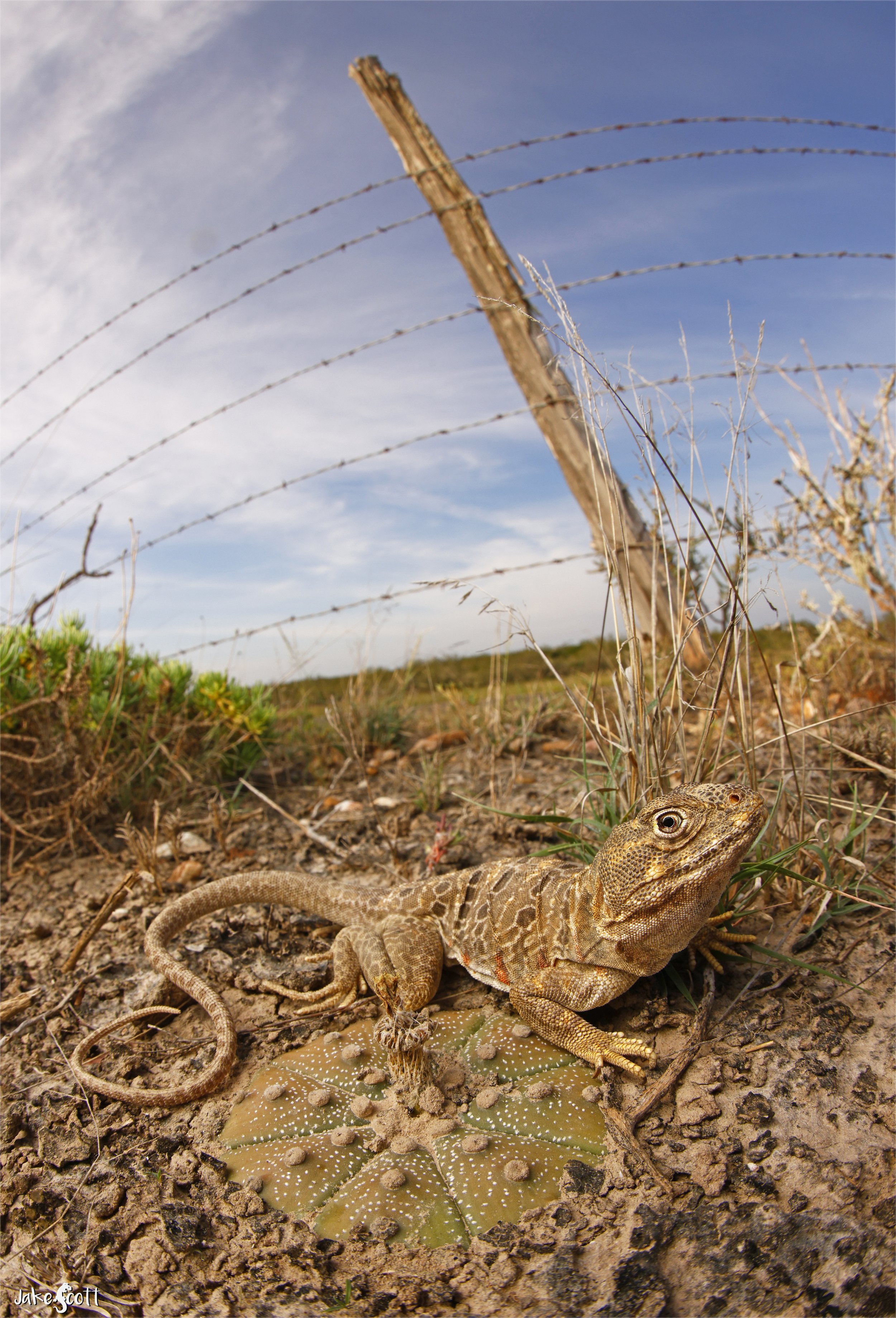 Reticulate Collared Lizard (Crotaphytus reticulatus)