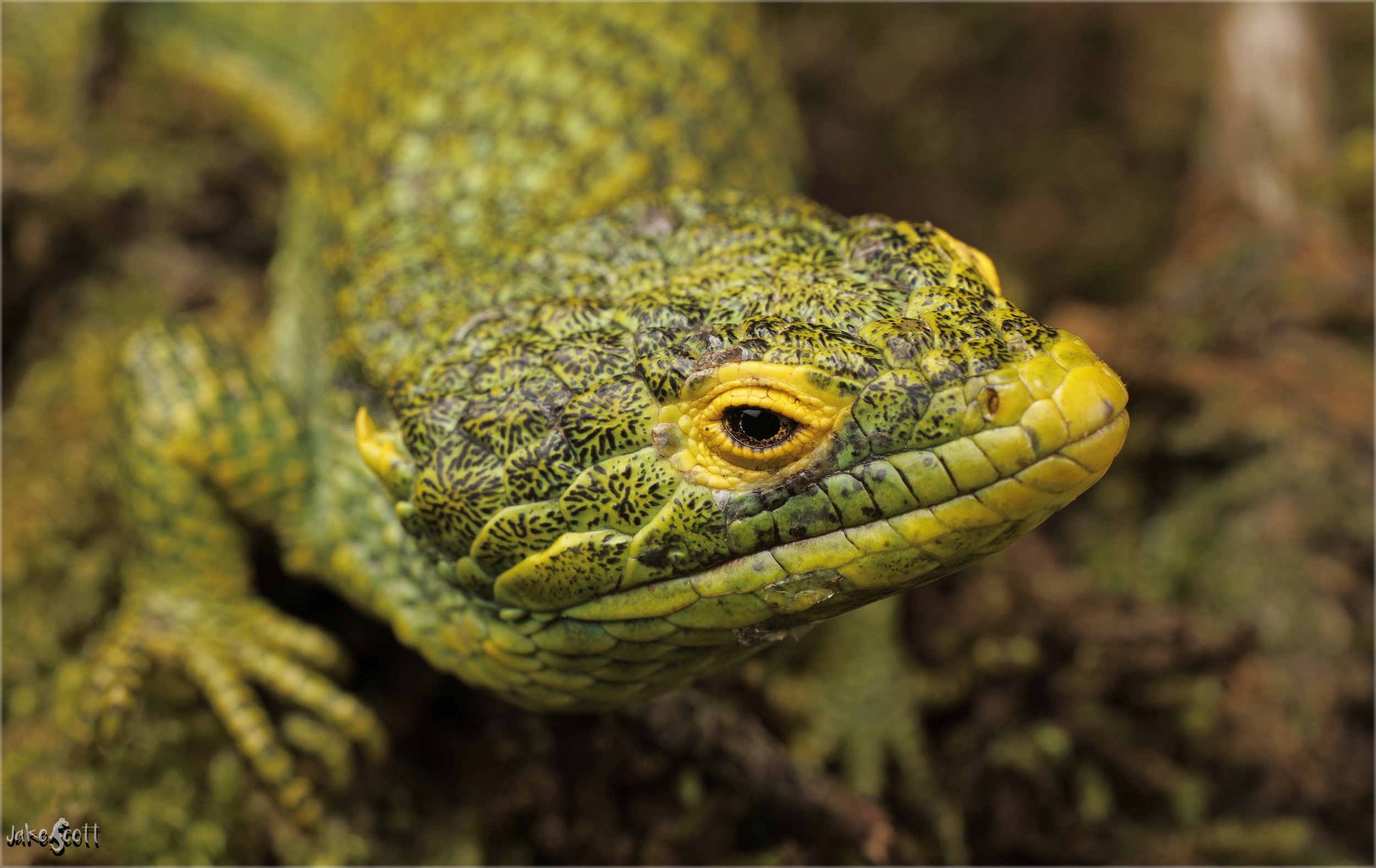 Torre de Guatel Arboreal Alligator Lizard (Abronia meledona)