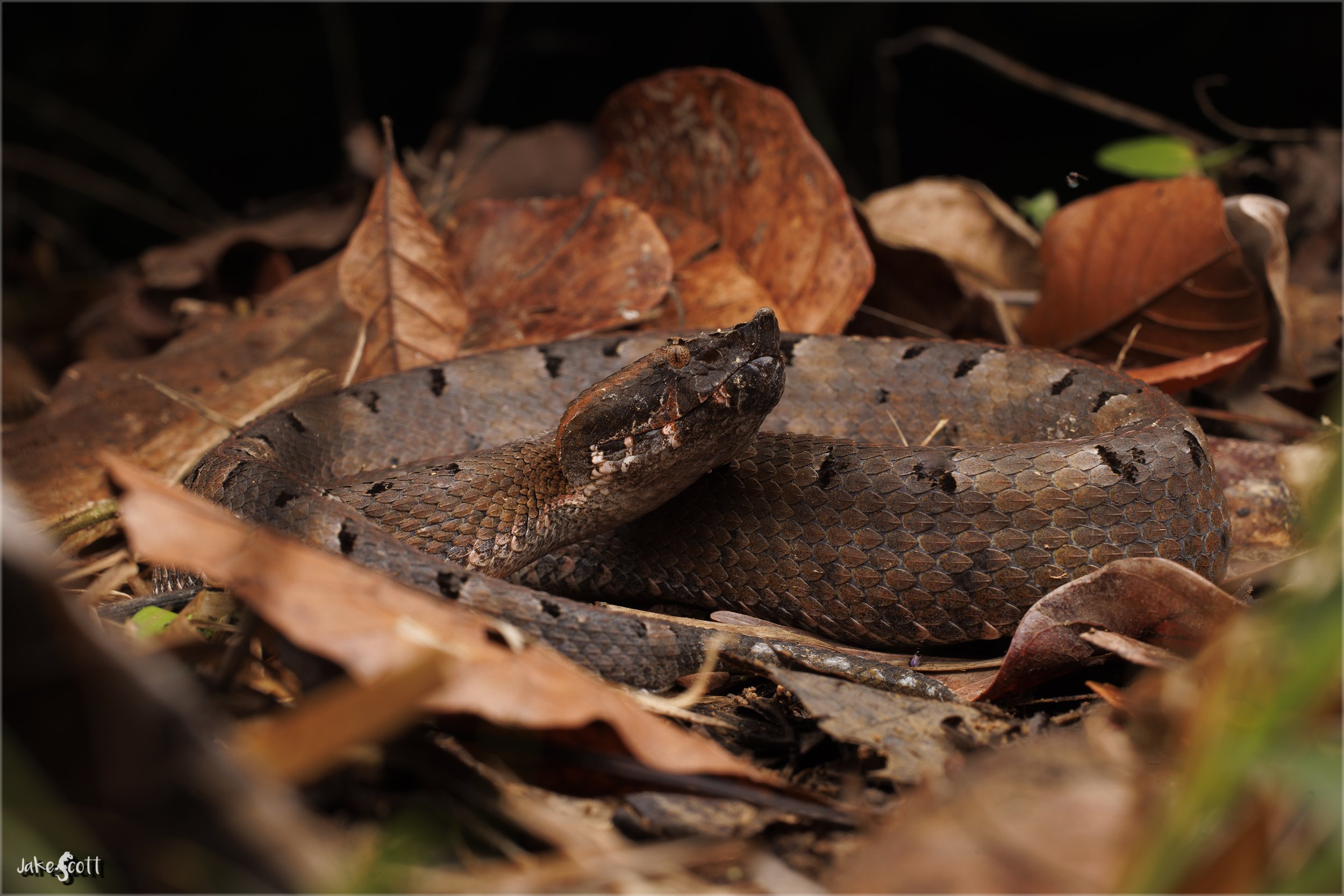 Rainforest Hognose Viper (Porthidium nasutum)