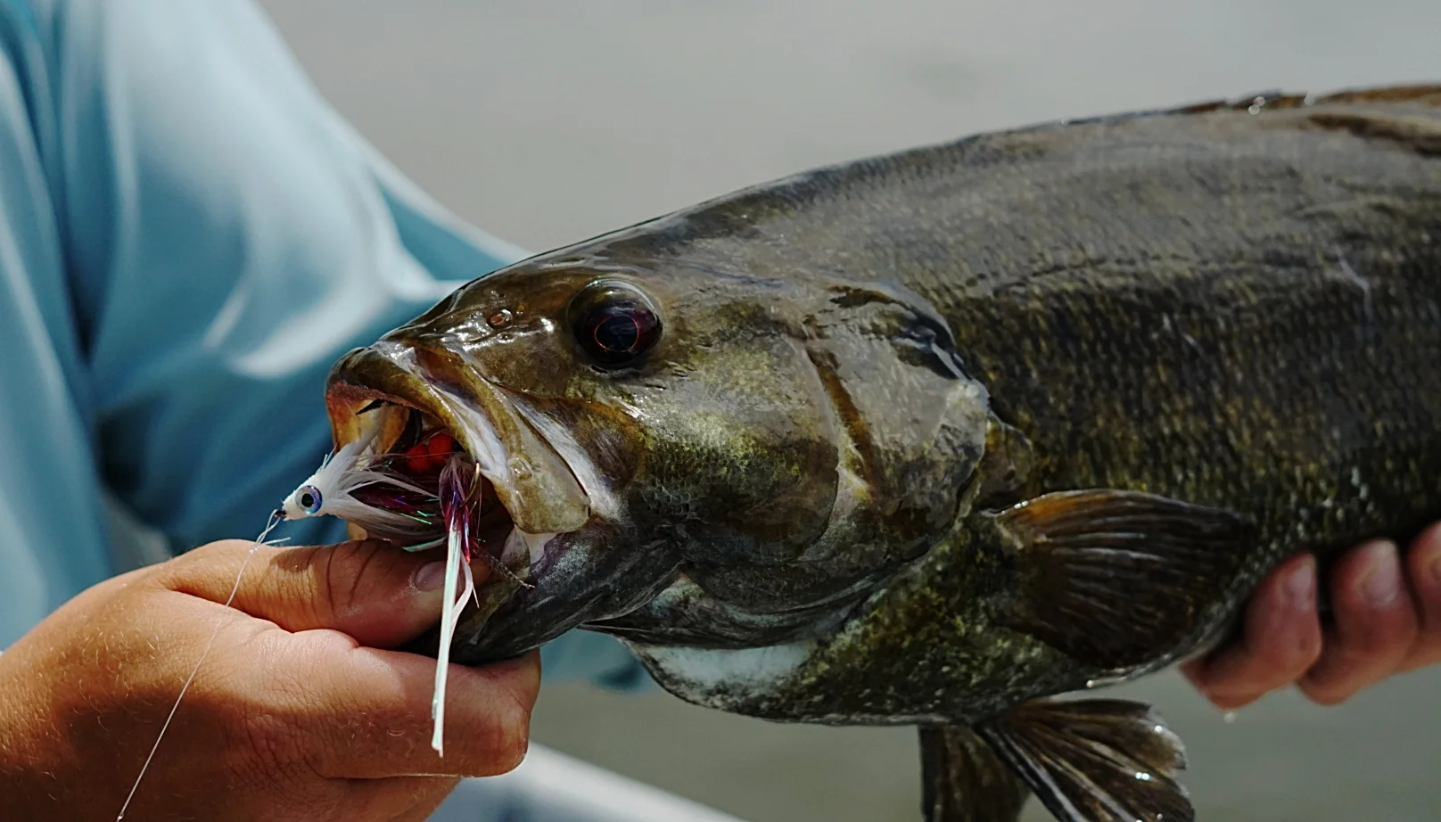 Illinois fly fishing guide service