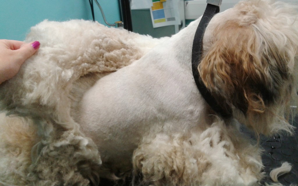 matted-dog.jpg