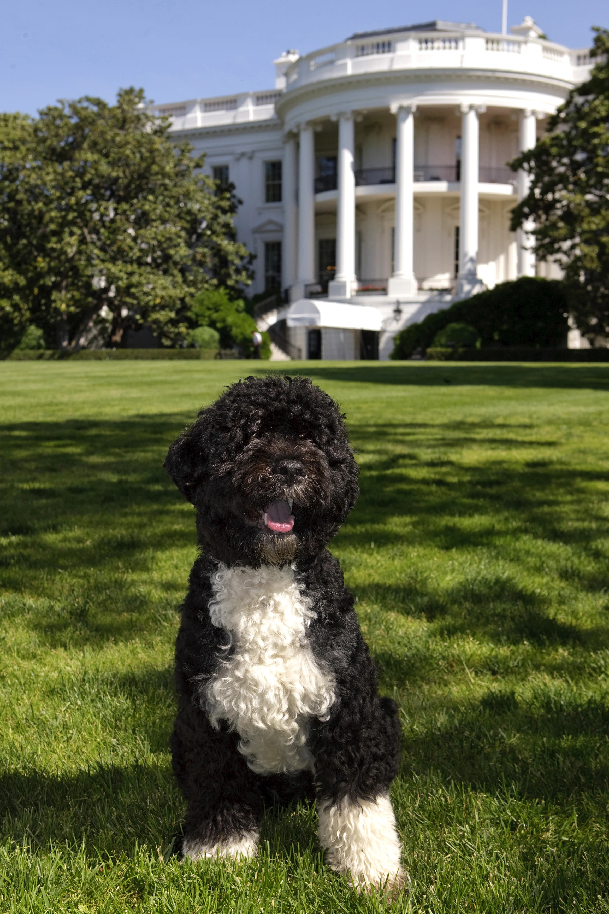 Bo_official_portrait.jpg