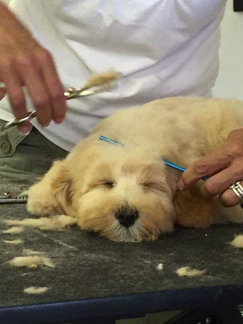 puppy2.jpeg