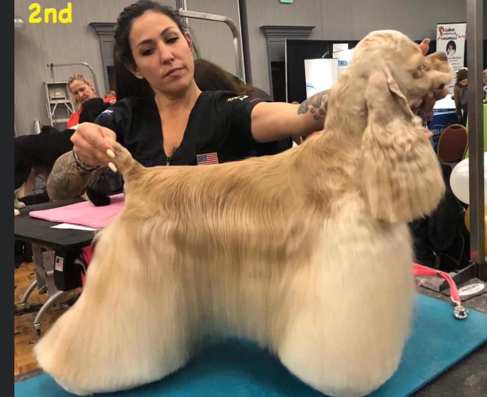 LIVE American Cocker Spaniel Show and Pet Trim Online Seminar