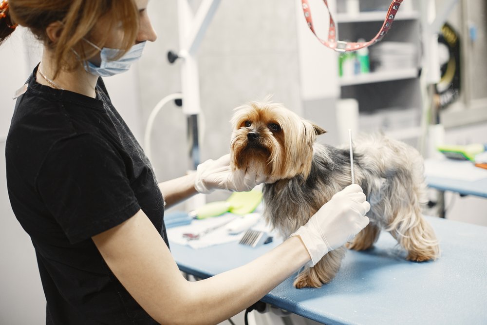 Learn How to Groom a Puppy Cut