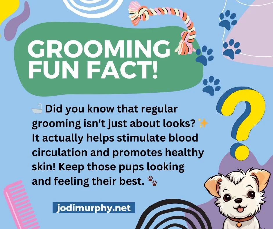 Do your clients know? 🤯 Your grooming session is doing more than just making their pup look pretty! 🐶 Regular brushing, 🛁 bathing, and ✂️ clipping actually help stimulate blood circulation and promote super healthy skin.
It's a full-body wellness