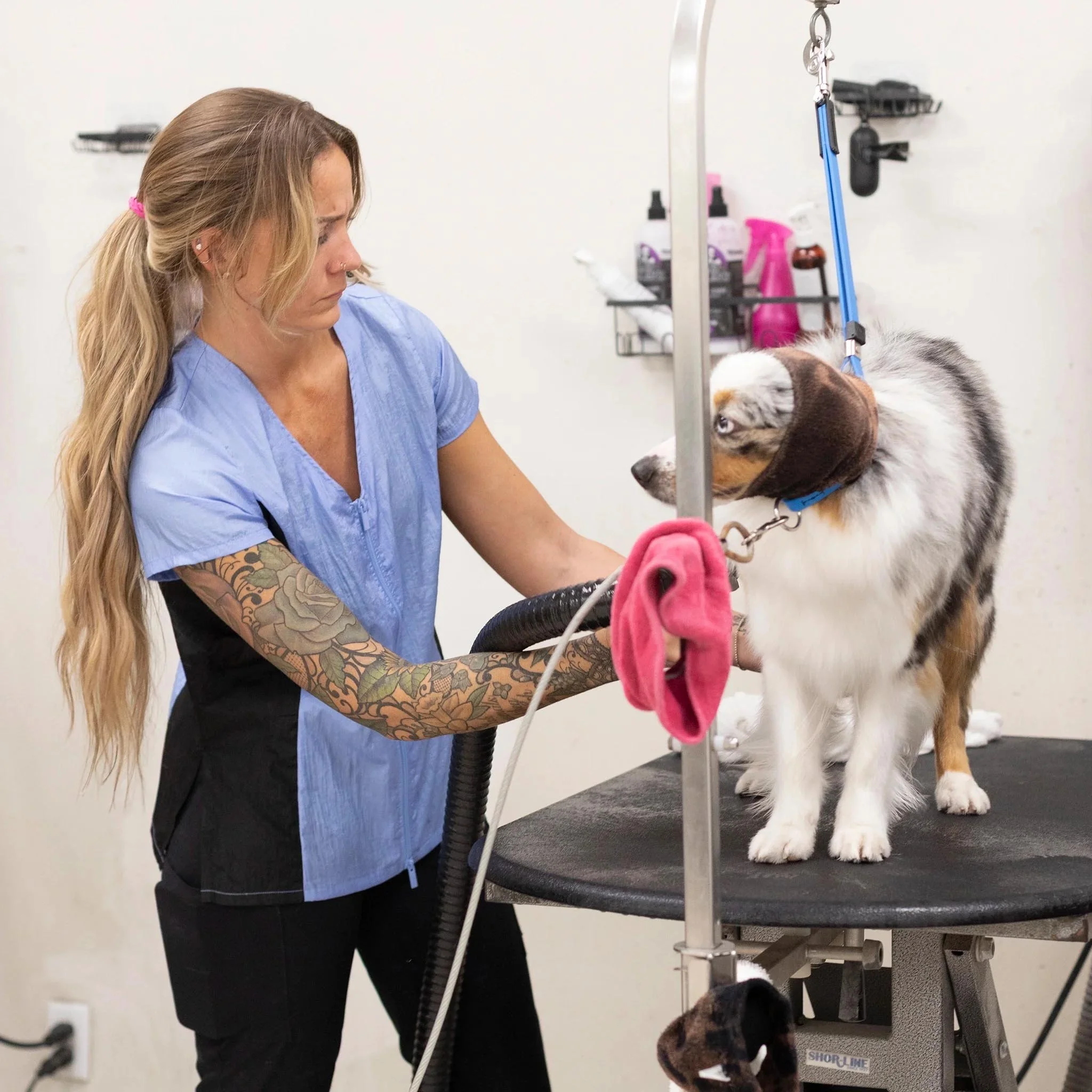 Groomer's Short Sleeve Top — Periwinkle & Black for Dog Groomers | Jodi Murphy Grooming Products