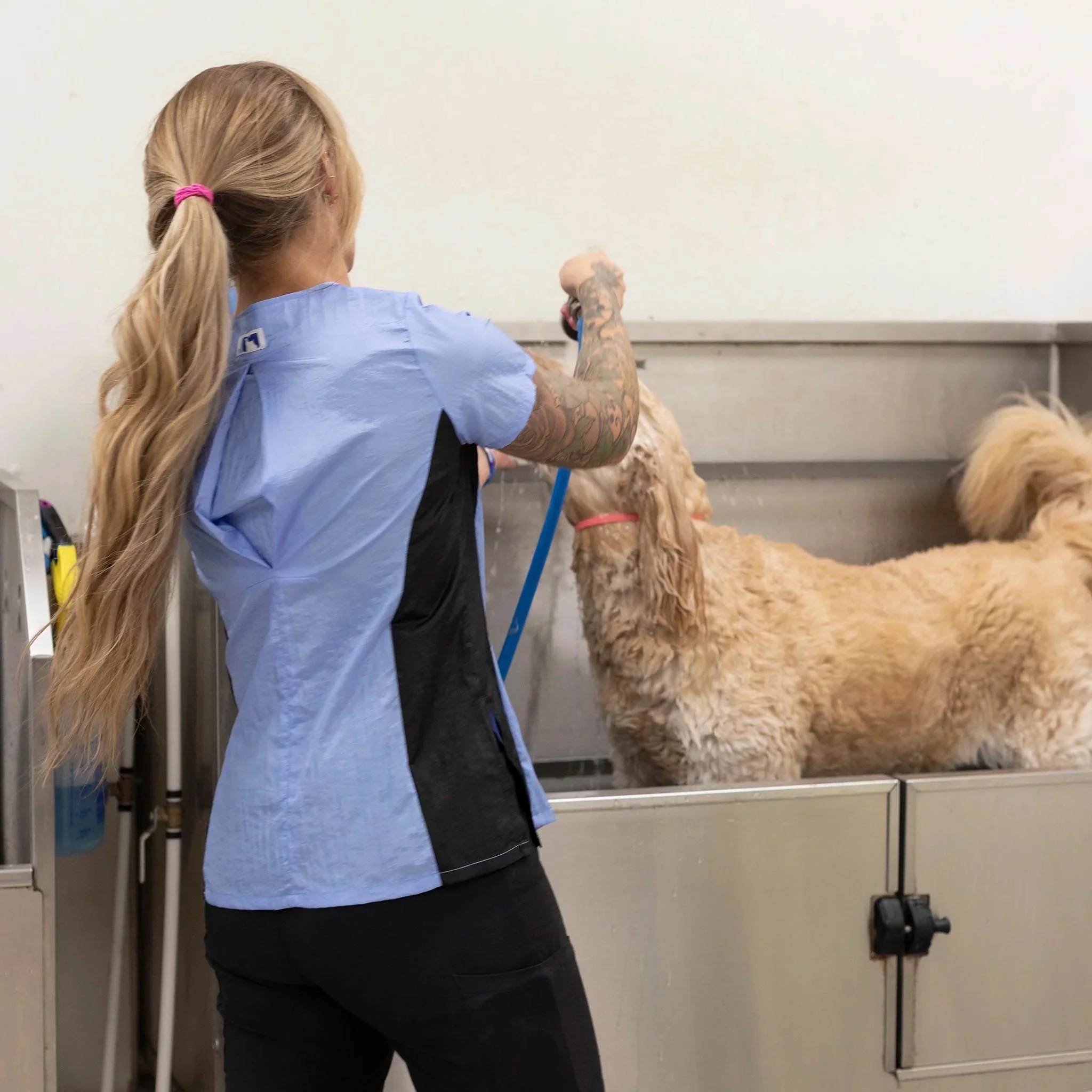 Groomer's Short Sleeve Top — Periwinkle & Black for Dog Groomers | Jodi Murphy Grooming Products