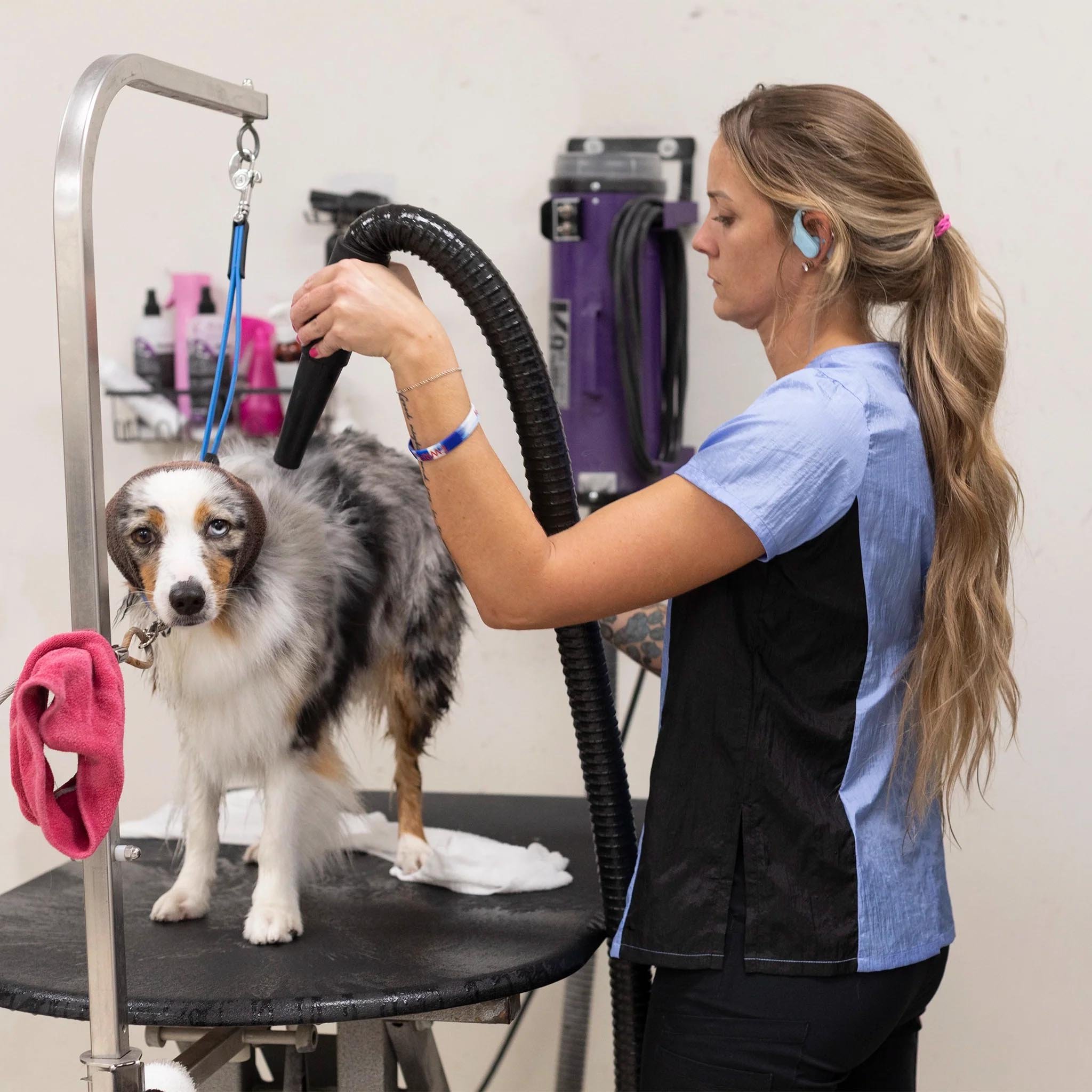 Groomer's Short Sleeve Top — Periwinkle & Black for Dog Groomers | Jodi Murphy Grooming Products