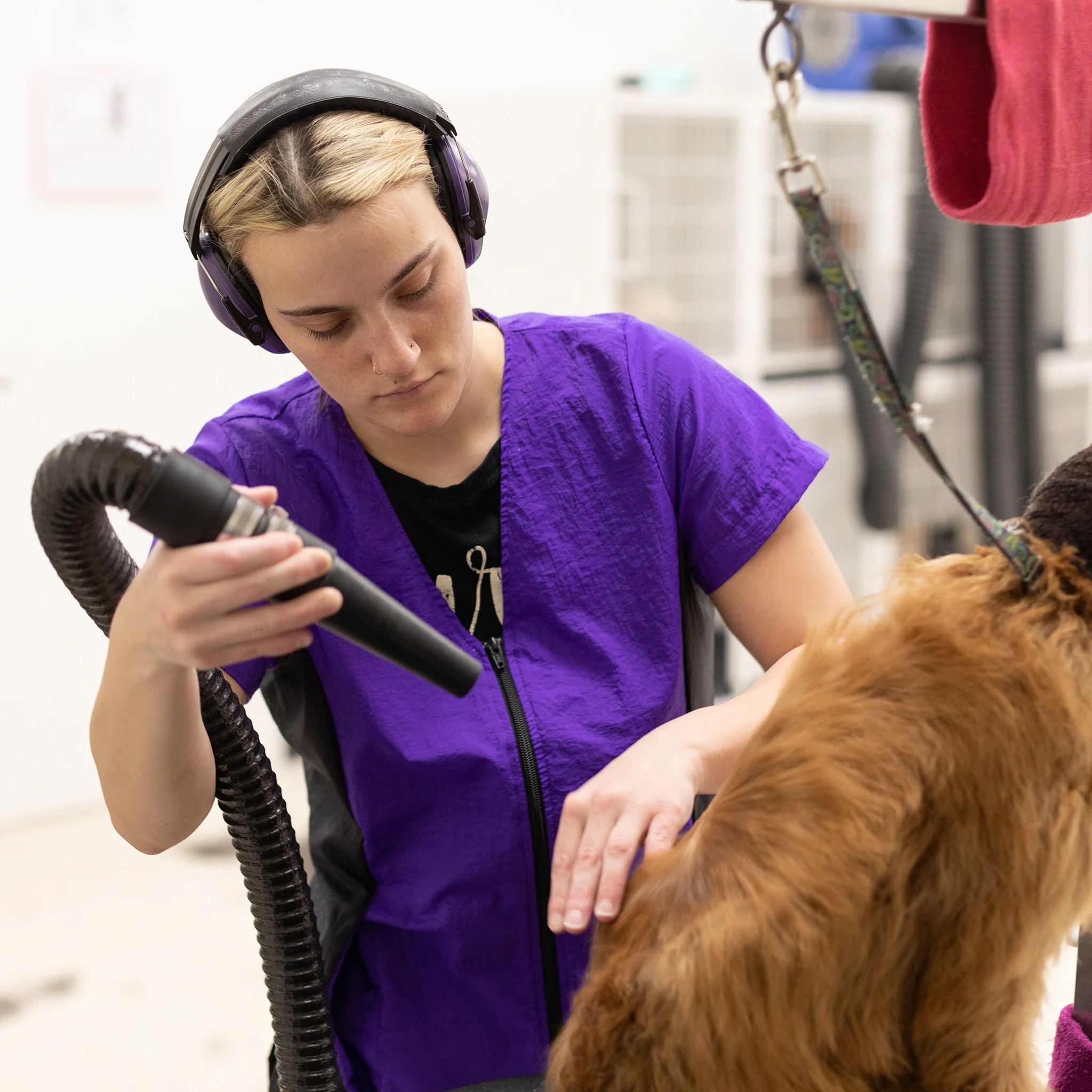 Groomer's Short Sleeve Top — Purple & Black for Dog Groomers | Jodi Murphy Grooming Products