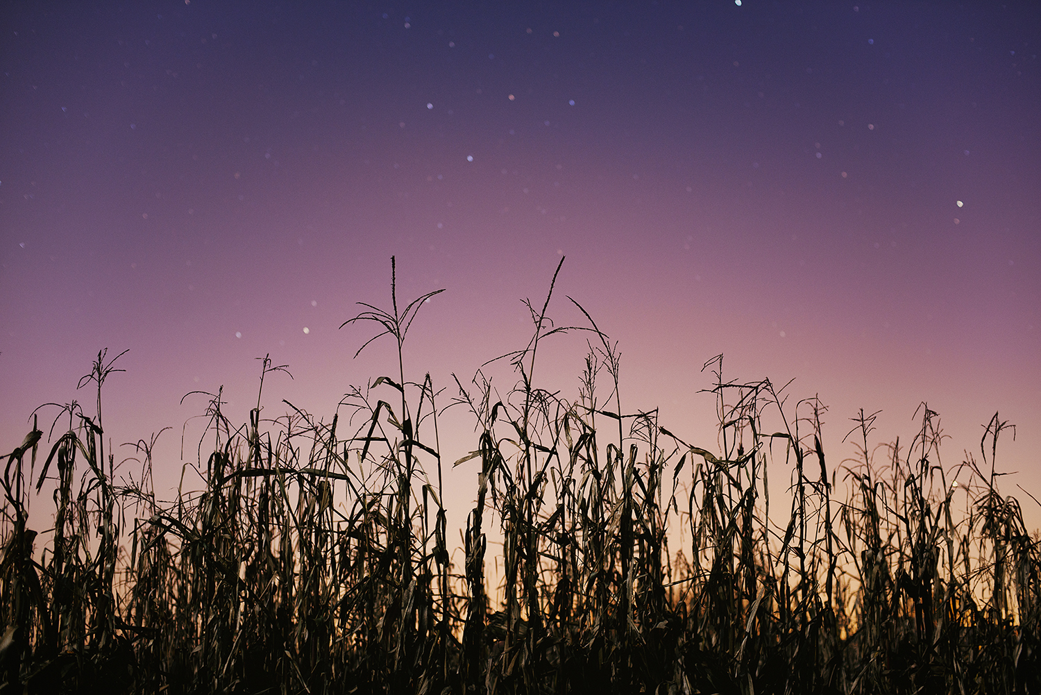 corn.jpg