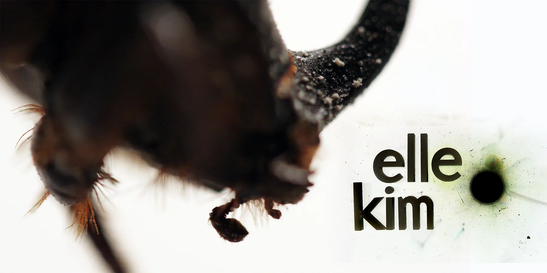 Nameplate: Elle