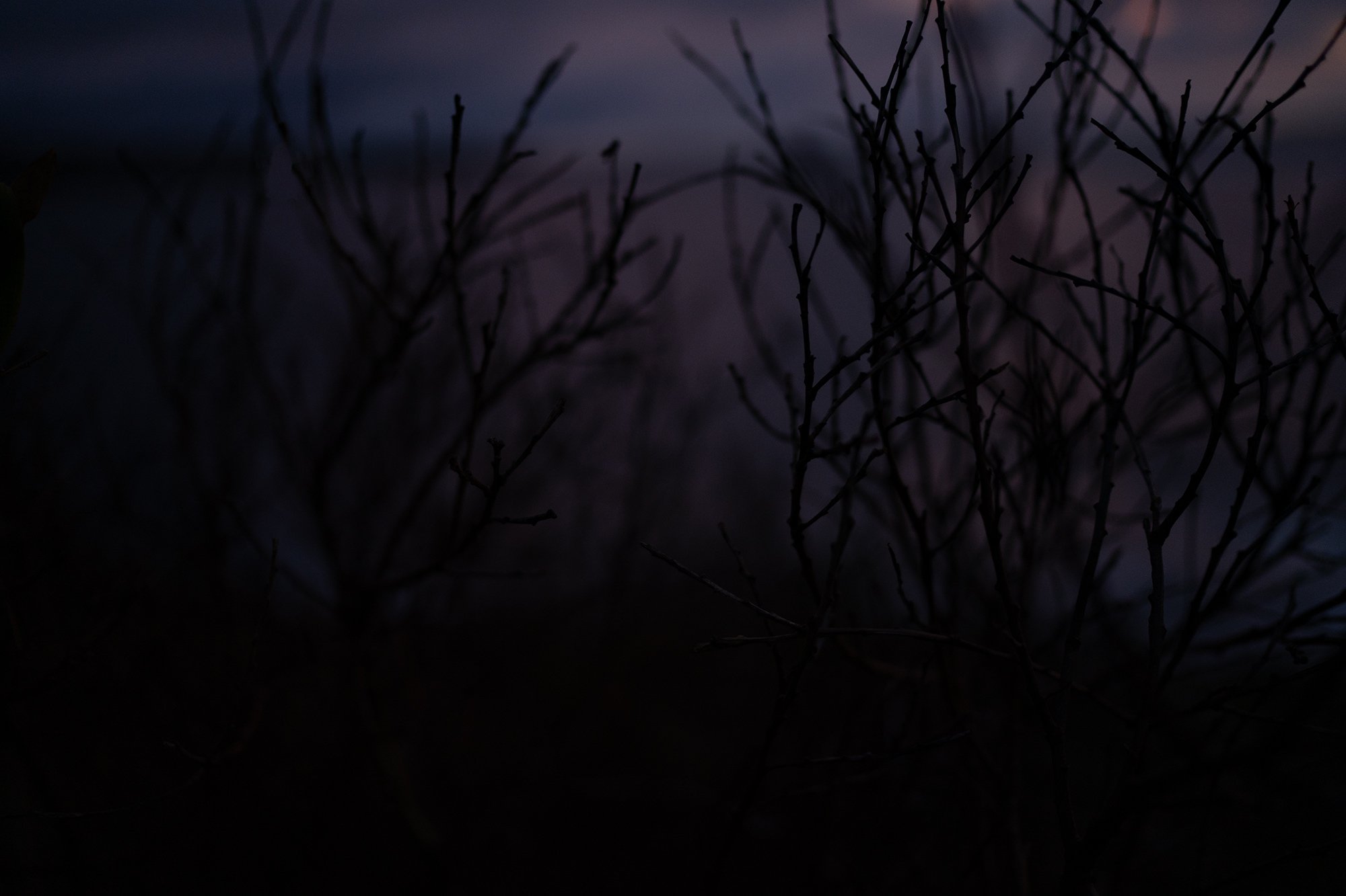 CoogeeSunrise9942.jpg