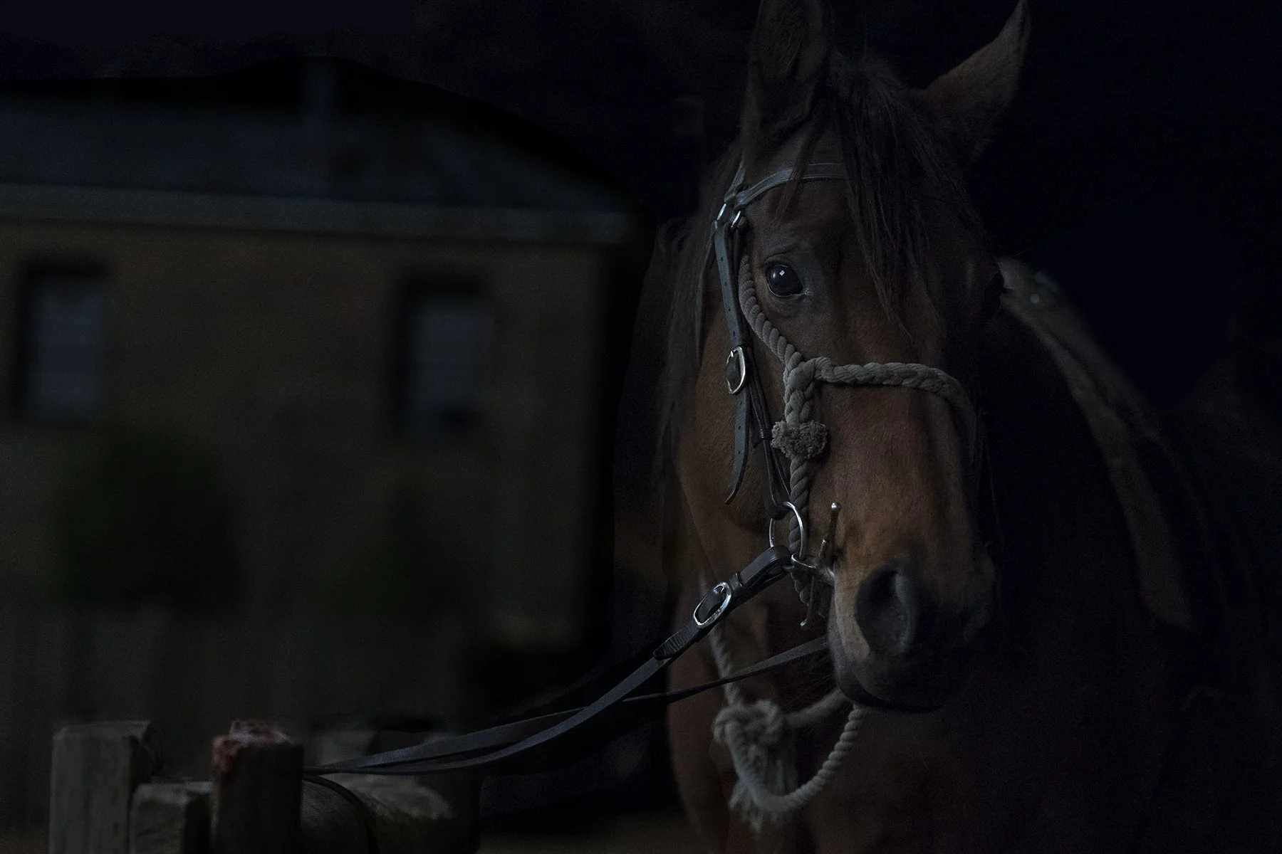 Caballo.jpg