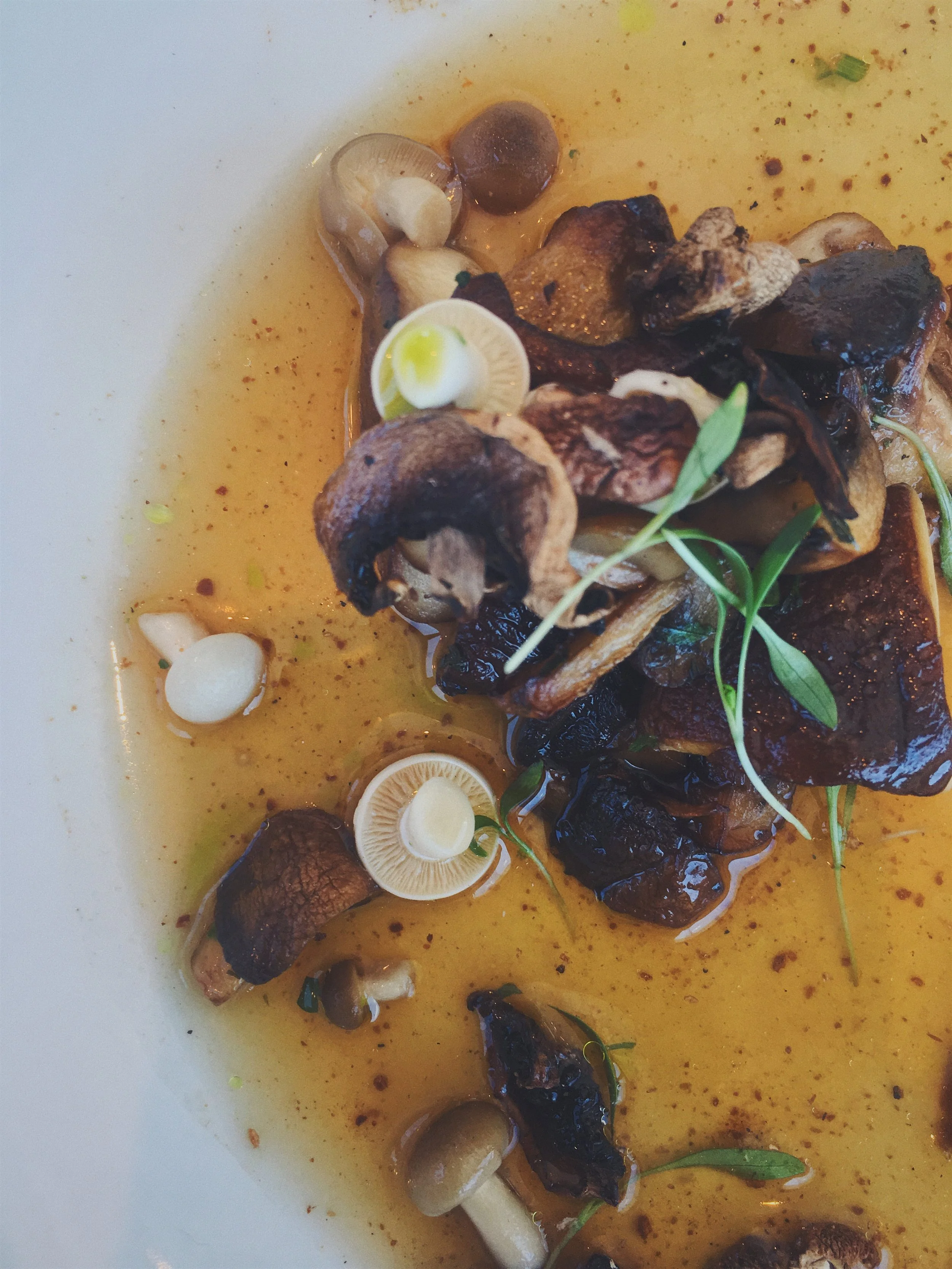 foraged mushrooms in their glory