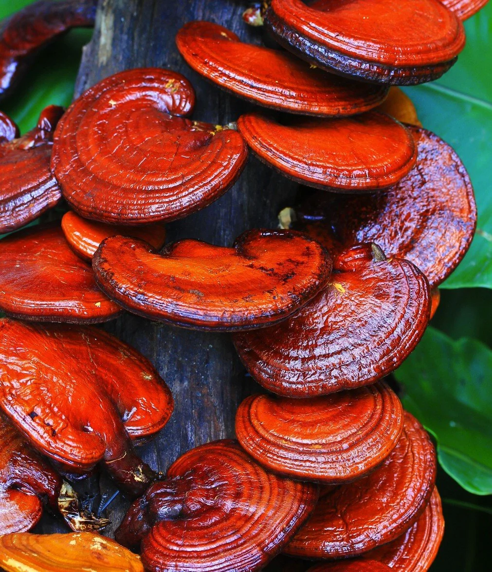 Lingzhi mushroom (aka reishi), helps fight inflammation, strengthen immunity, improve cognition and keeps blood flowing.