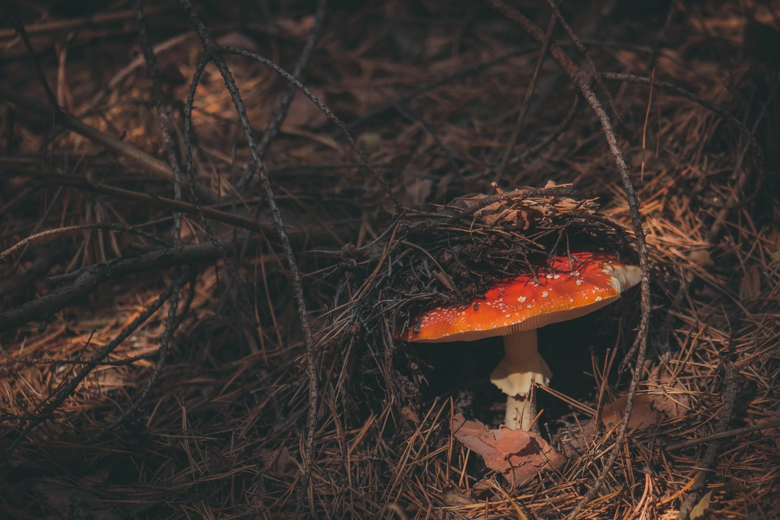 mushroom-history.jpeg