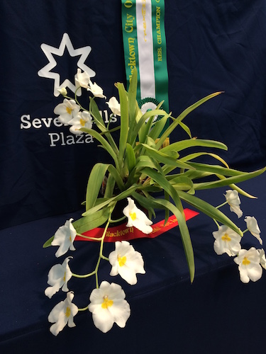 Miltoniopsis Rene Komoda "Pacific Clouds"