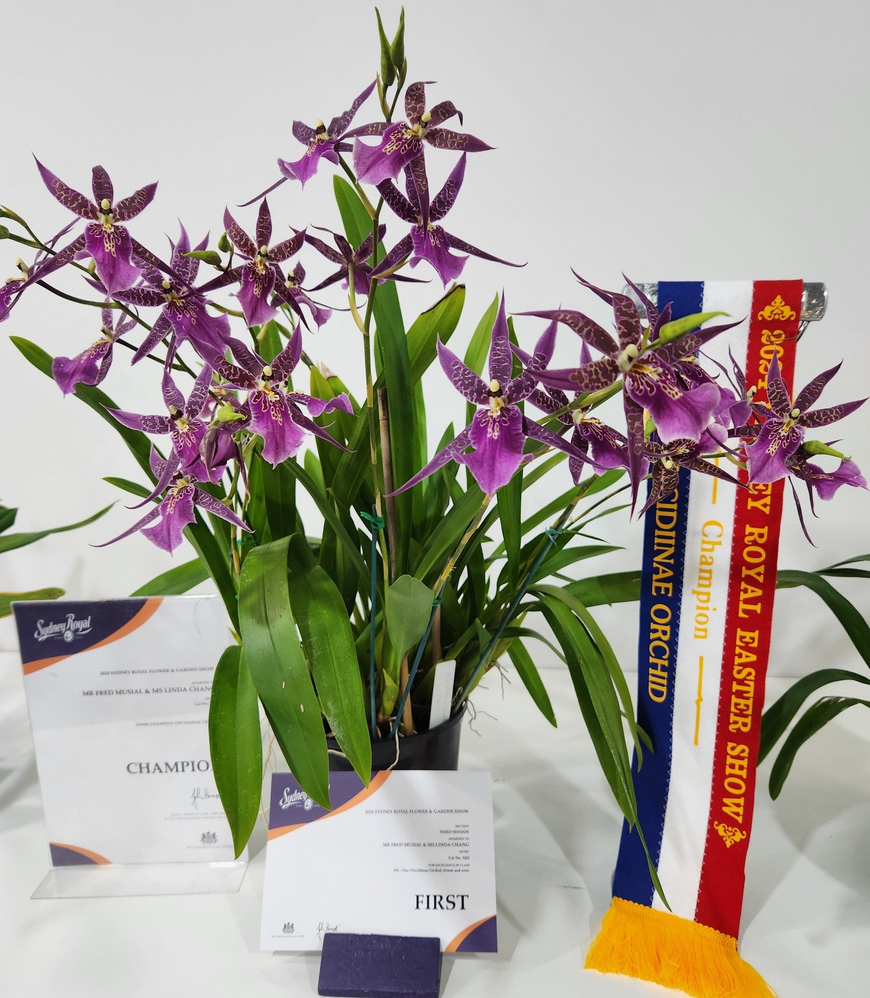 Sydney Royal Easter Show 2024- Fred and Linda's Champion Oncidiinae