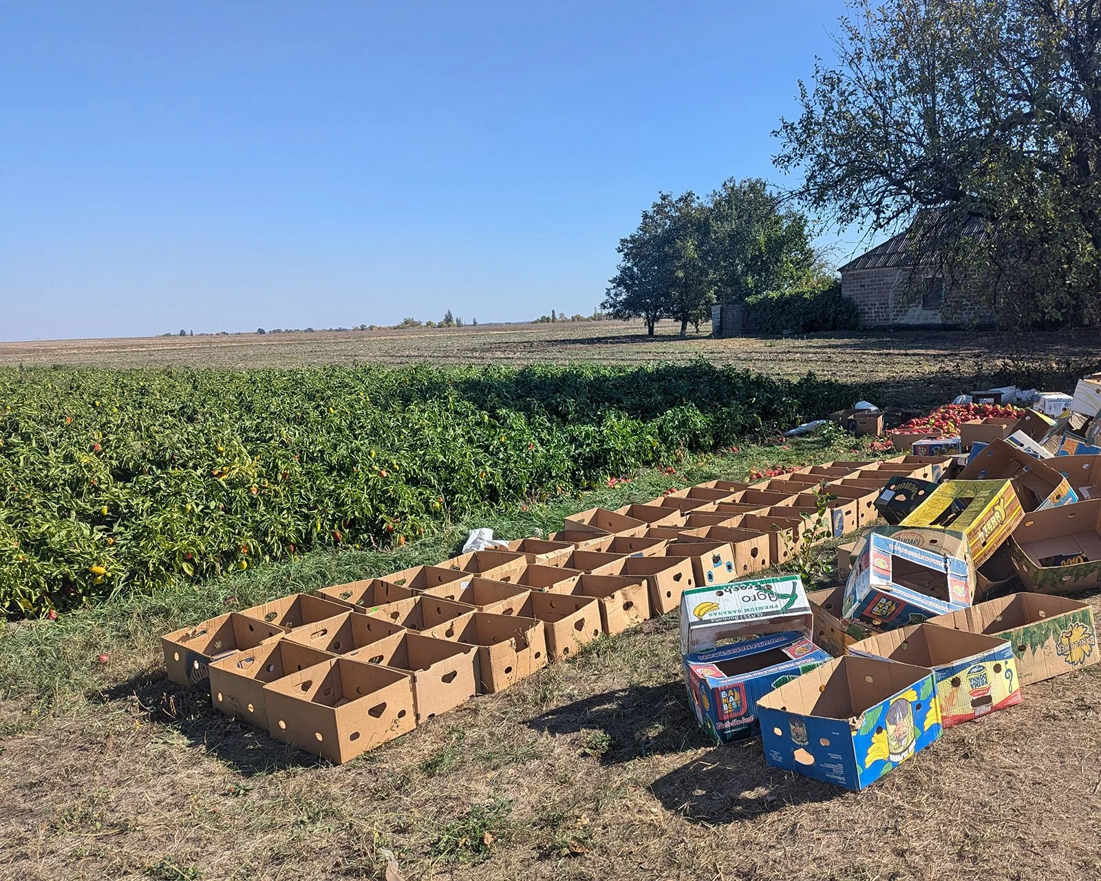  We collected beautiful red peppers from this field near Bahatyr village. 