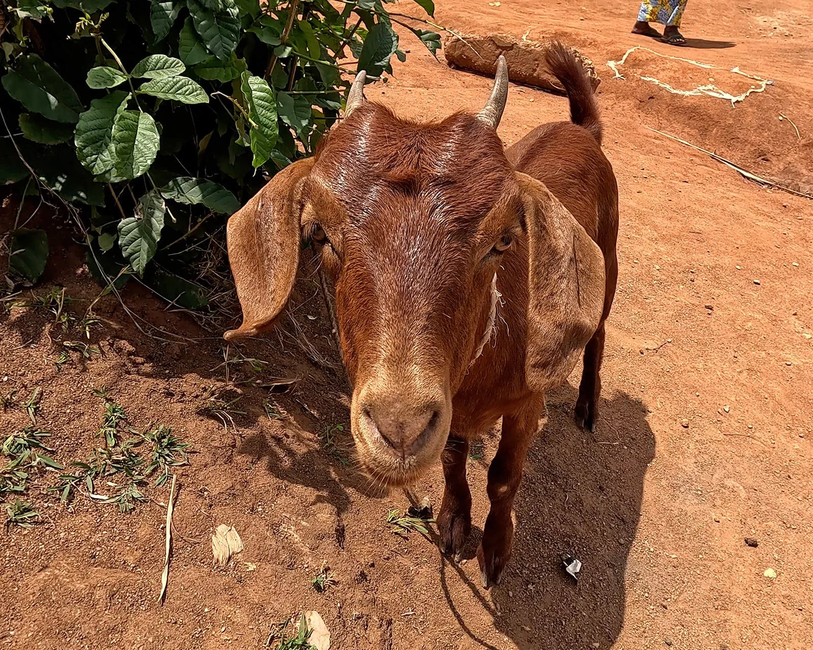  Up close and personal with one of the goats in Nyabeza’s growing herd. 