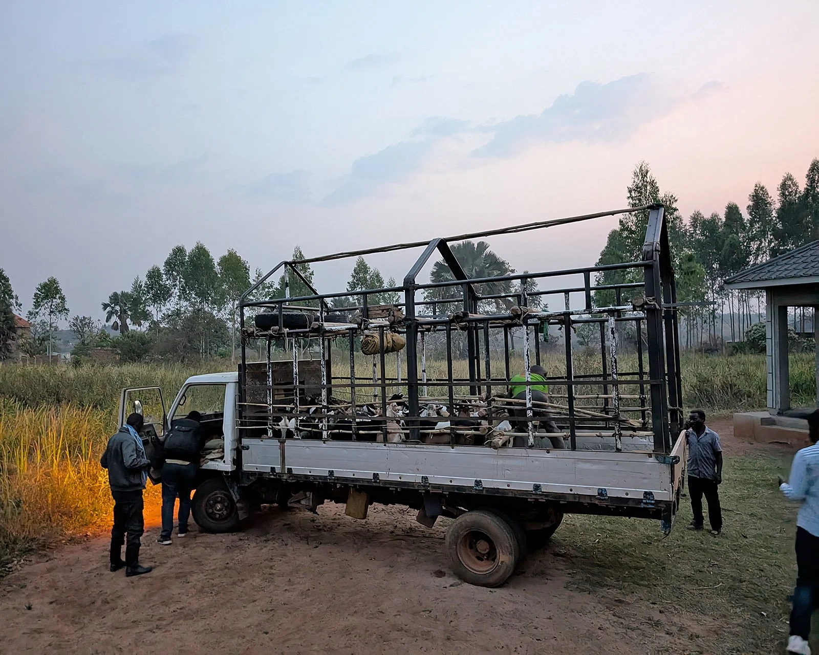  Preparing for our goat distribution in Gulu. 
