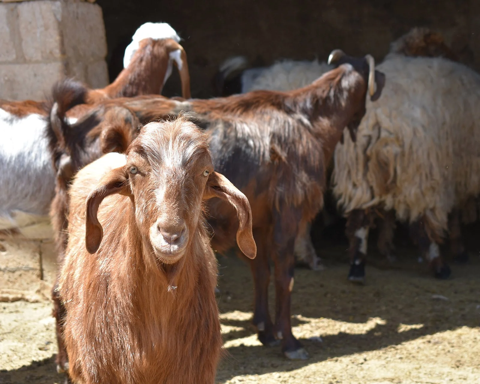  Some experts think that Shami goats' long ears help dissipate heat and keep them cooler in hot desert conditions. 