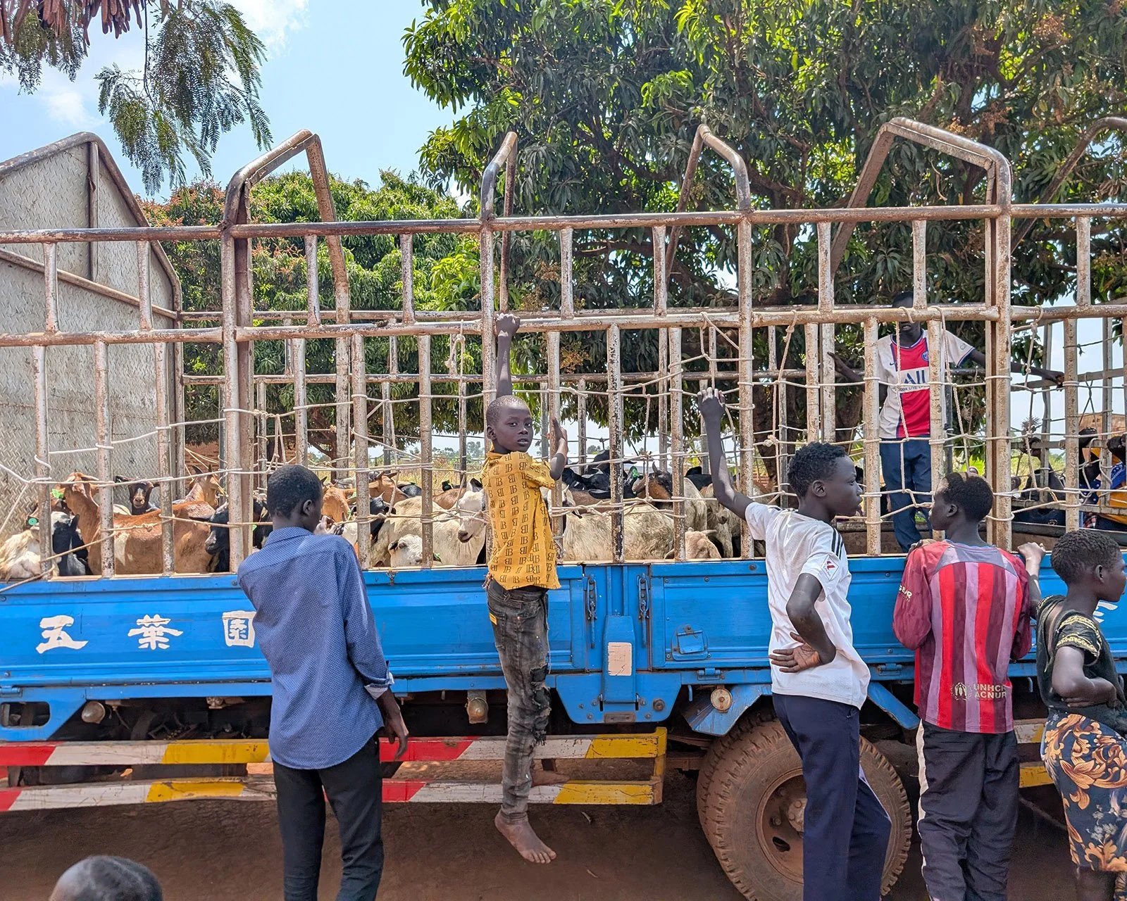  Getting ready to distribute goats to families in Bweyale, Uganda. 