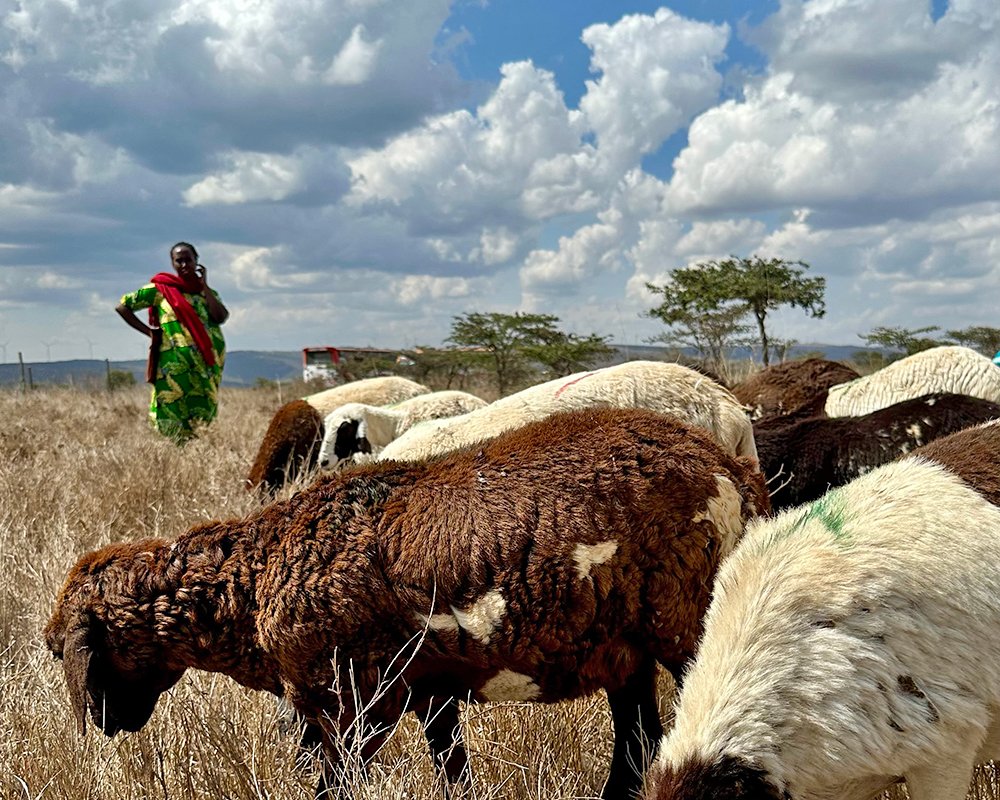  Since we started distributing farm animals for refugee families in 2017, we’ve helped thousands of people unlock opportunity and build brighter futures. 