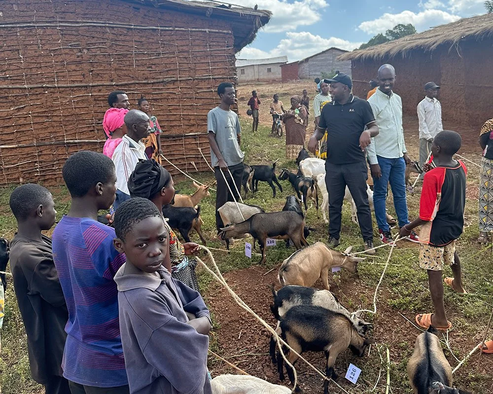  Families can raise and breed goats for meat and income. 