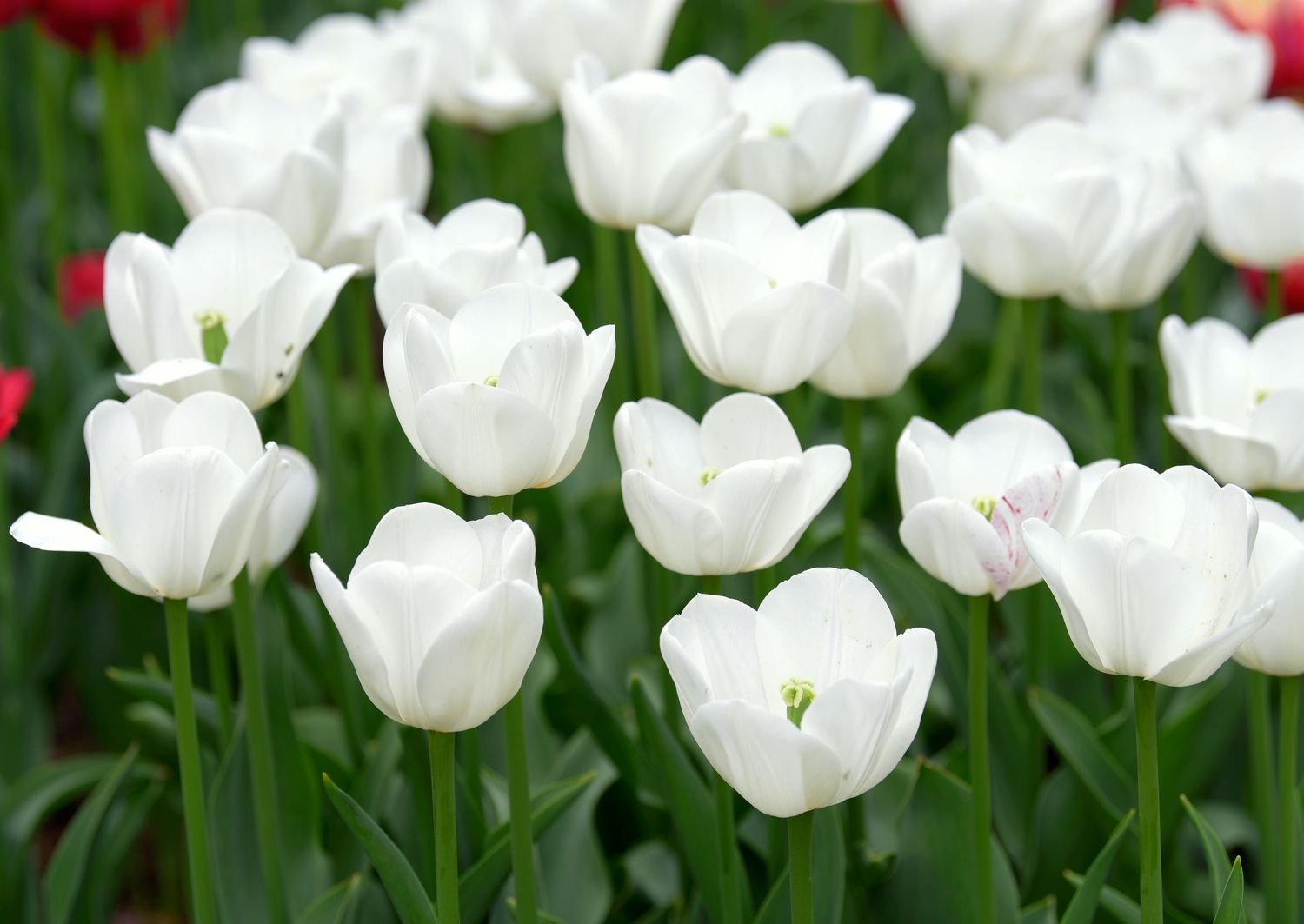 Whiteflowers.jpeg