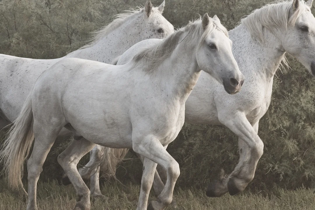 1080_CAMARGUE.jpg