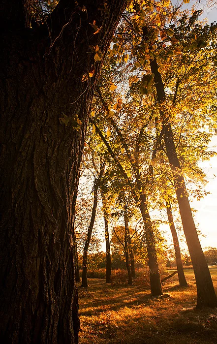 Winnipeg Sunset Fall