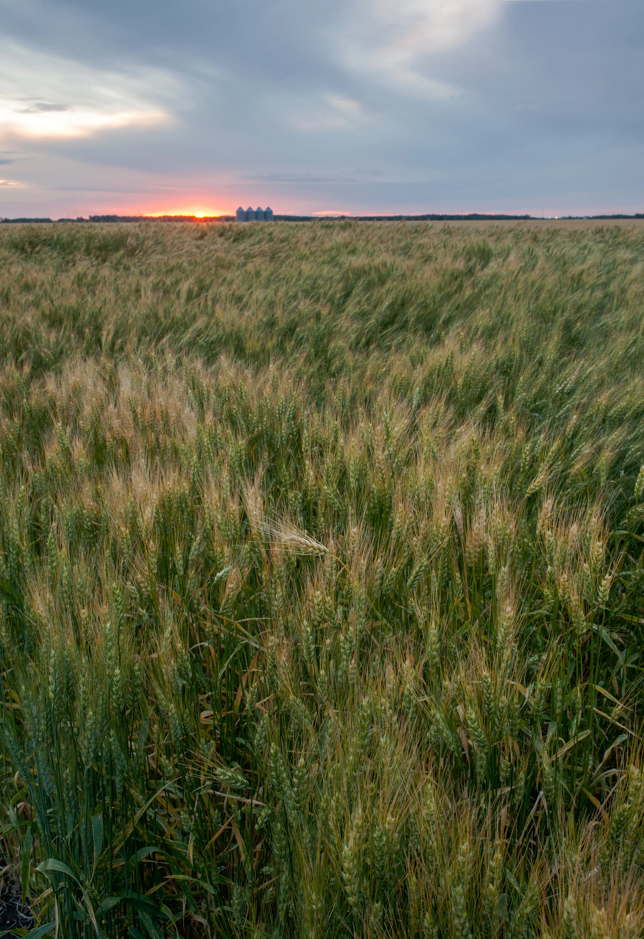 Wheat - Agricultural Photographer