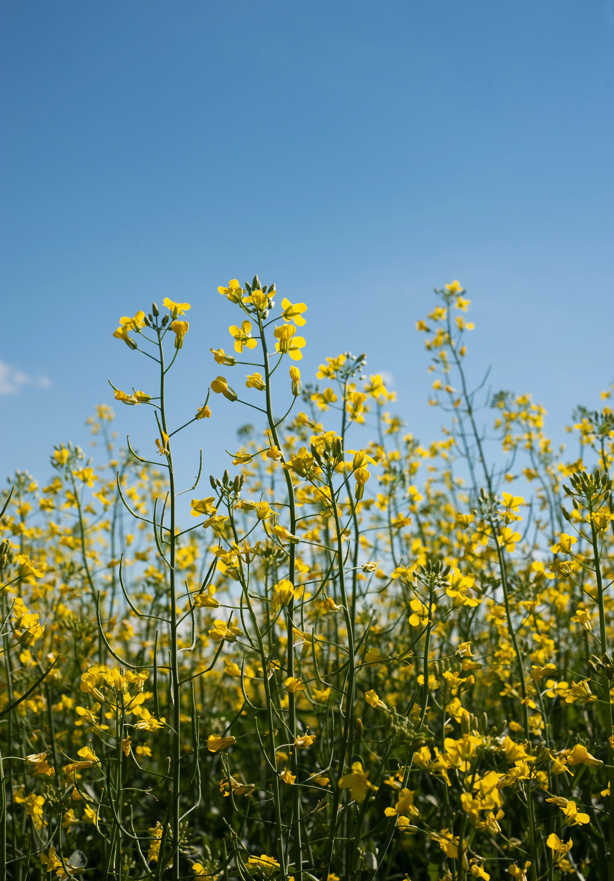 Canola Agriculture Photography