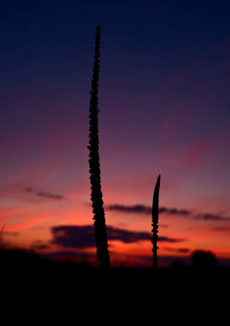 Photograph of weeds in the sunset near St. Ambroise, MB