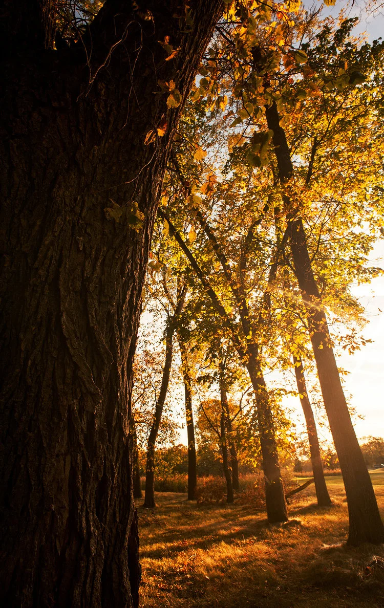 Fall trees illuminated as the sun sets in the south end of Winnipeg