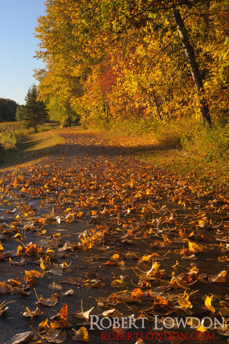 Trees People, Trees! Falling leaves, early morning in King’s Park, Winnipeg, MB.