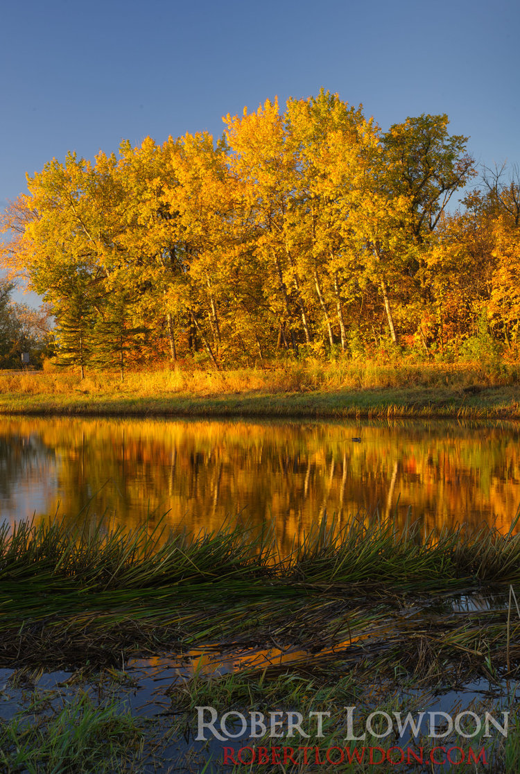 Back in the Office. Fall landscape photograph taken at Kings Park in Winnipeg MB.