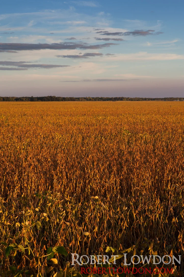 Now with the Power of Soy! Fields of soy beans prior to harvest.