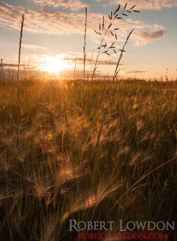 The sunsets with weeds in the foreground in Manitoba