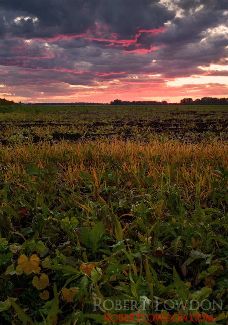 The sky is on fire. Near Oakville, MB.