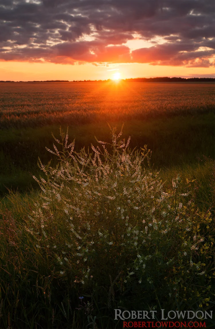 Field of Sun. Photograph of the sun setting near Oakville, MB