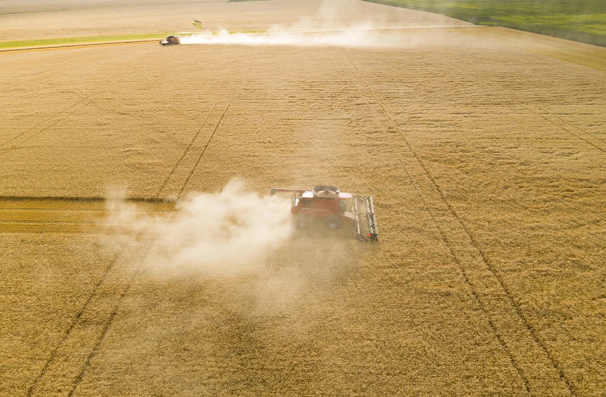 Two combines harvest a field of wheat. © Robert Lowdon