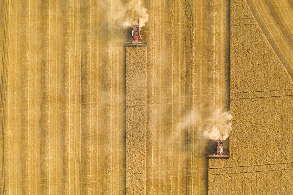 Top down view of the field being harvested. © Robert Lowdon