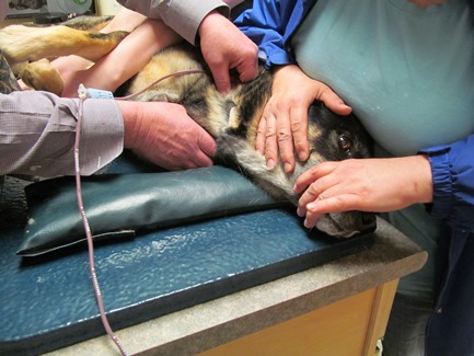 Doggy blood donor Ty giving back to other dogs in need. (Brady Knight / The Quill)