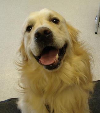 Caring canine Byron after his fourth blood donation at the Canadian Animal Blood Bank. (Brady Knight / The Quill)