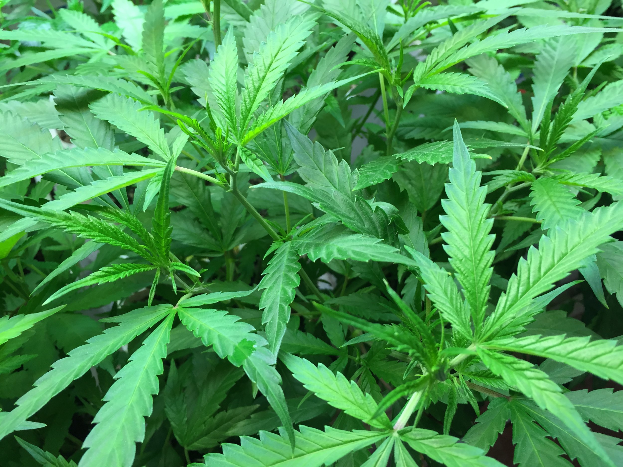 Marijuana plants. (Credit: MarijuanaPropagation.com under CC-BY-SA 4.0)