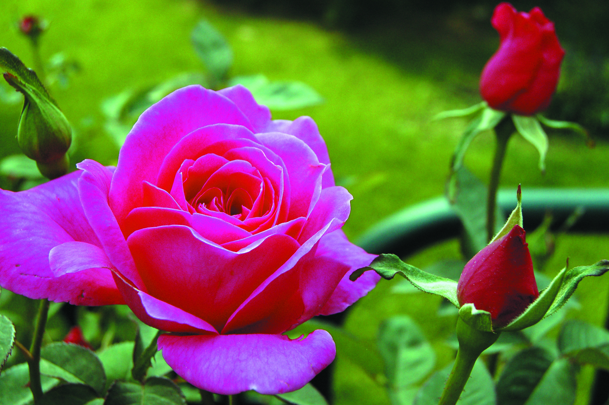 Roses. (Credit: Krista Murray/The Quill)