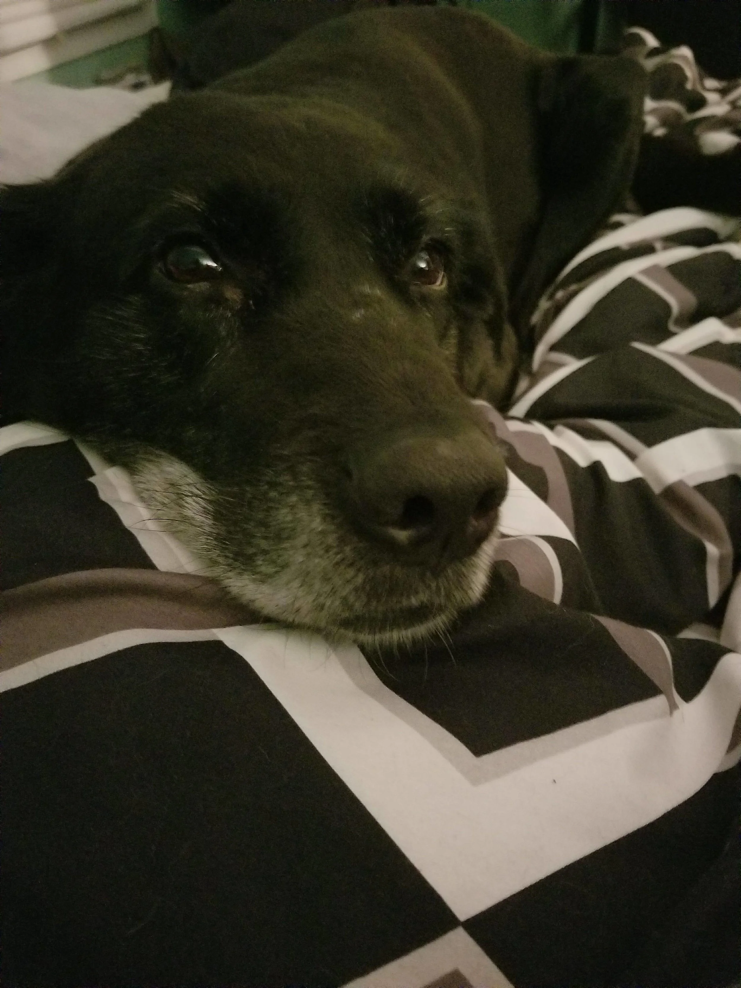 Kidta loves snuggles. (Ashlyn Pearce/The Quill)